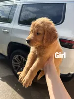 Boys (4) Girls (1) available , a male Golden Retriever for sale in Louisville, OH – 5 of 5