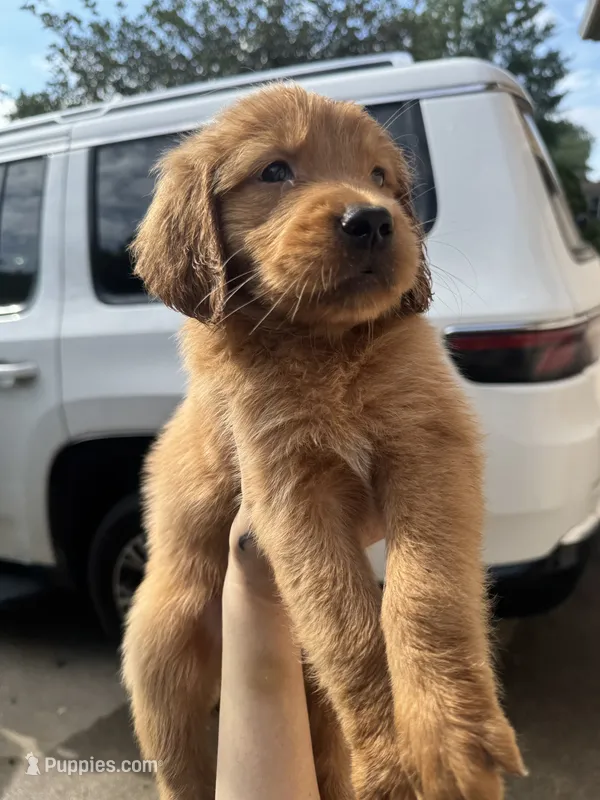 Boys (4) Girls (1) available  – Golden Retriever puppy for sale in Louisville, OH