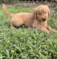 Boys (3) Girls (1) available , a male Golden Retriever for sale in Louisville, OH – 7 of 9