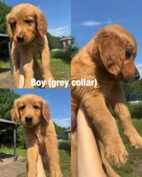 Sweet boy, a male Golden Retriever for sale in Louisville, OH – 4 of 5