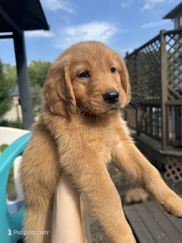 Boys (4) Girls (1) available  – Golden Retriever puppy for sale in Louisville, OH