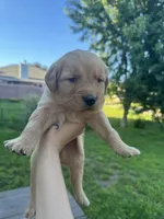 Big Blue and his Brothers, a male Golden Retriever for sale in Louisville, OH – 5 of 9