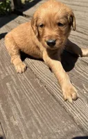 Big Blue and his Brothers, a male Golden Retriever for sale in Louisville, OH – 2 of 9