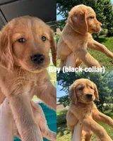 Red Girl, a female Golden Retriever for sale in Louisville, OH – 5 of 7
