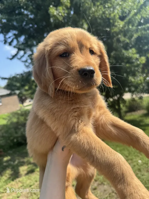 Sweet boy – Golden Retriever puppy for sale in Louisville, OH