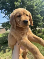 Sweet boy, a male Golden Retriever for sale in Louisville, OH – 1 of 5