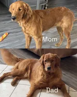 Boys (5) Girl (1), a male Golden Retriever for sale in Louisville, OH – 6 of 7
