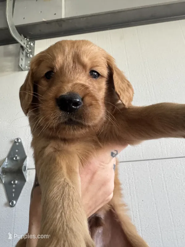 Big Blue and his Brothers – Golden Retriever puppy for sale in Louisville, OH