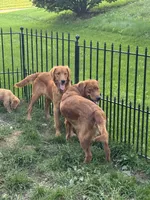 Sweet boy, a male Golden Retriever for sale in Louisville, OH – 5 of 5