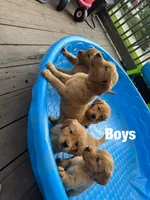 Boys (4) Girls (1) available , a male Golden Retriever for sale in Louisville, OH – 4 of 5