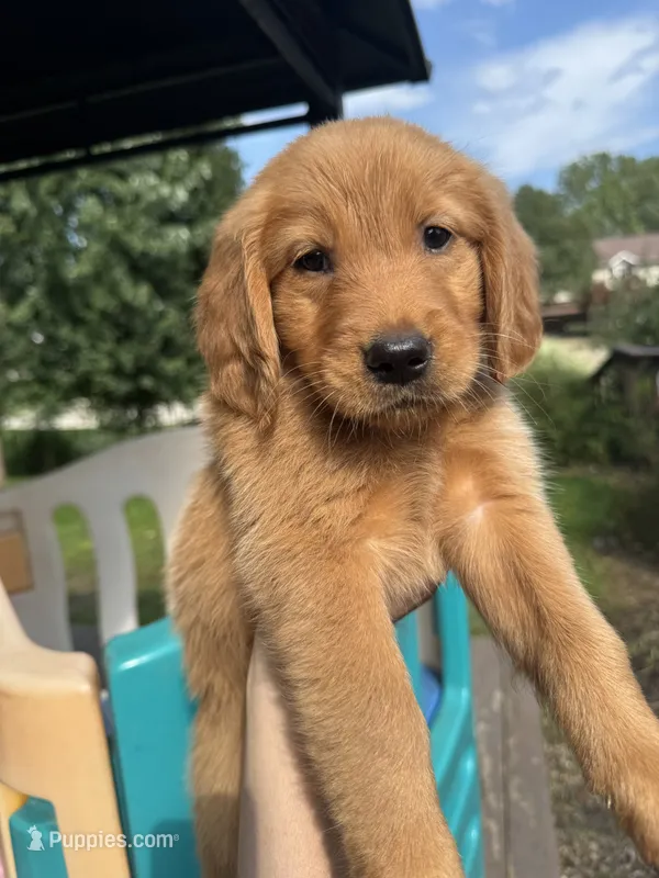 Red Girl – Golden Retriever puppy for sale in Louisville, OH