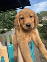 Red Girl, a female Golden Retriever for sale in Louisville, OH – 1 of 7
