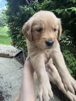 Boys (5) Girl (1), a male Golden Retriever for sale in Louisville, OH – 7 of 7
