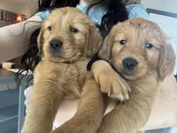 Boys (4) Girls (1) available , a male Golden Retriever for sale in Louisville, OH – 2 of 5