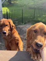 Red Girl, a female Golden Retriever for sale in Louisville, OH – 7 of 7
