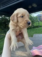 Big Blue and his Brothers, a male Golden Retriever for sale in Louisville, OH – 9 of 9