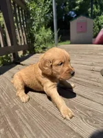 Big Blue and his Brothers, a male Golden Retriever for sale in Louisville, OH – 4 of 9