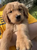 Boys (3) Girls (1) available , a male Golden Retriever for sale in Louisville, OH – 9 of 9