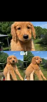 Red Girl, a female Golden Retriever for sale in Louisville, OH – 2 of 7