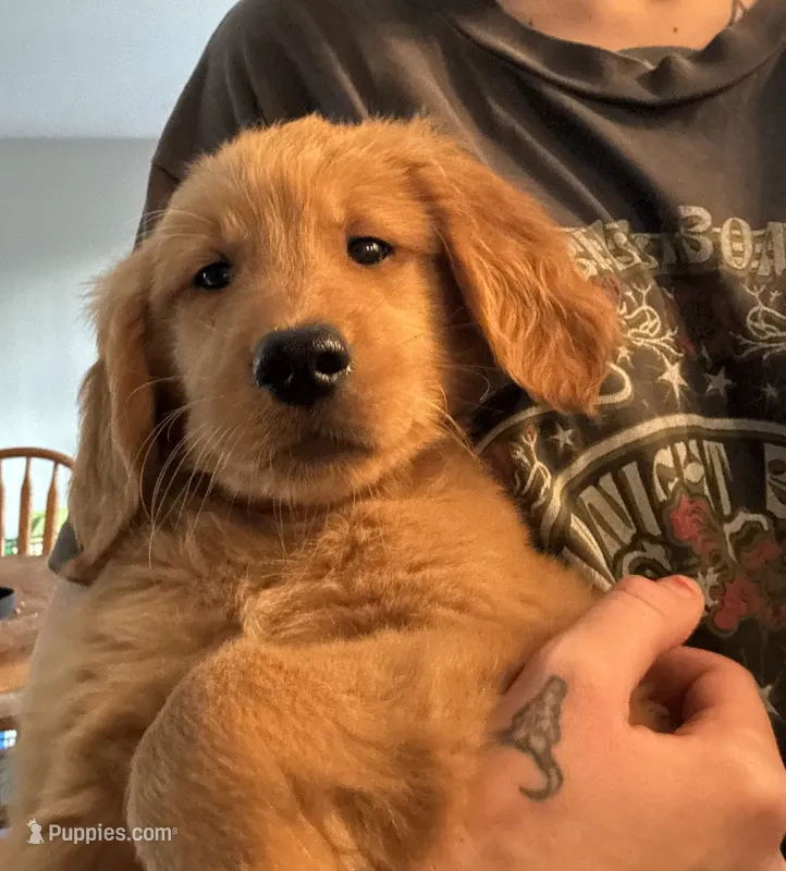 Lazy Boy – Golden Retriever puppy on hold in Louisville, OH