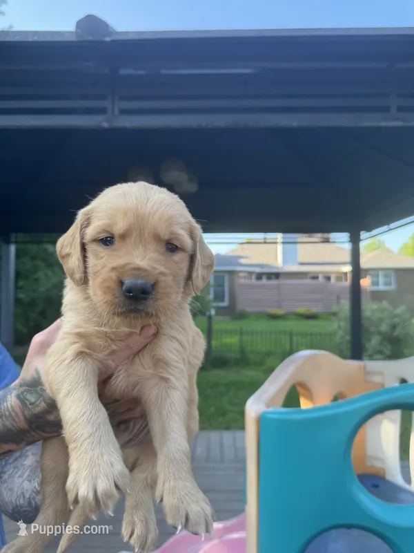 Boys (5) Girl (1) – Golden Retriever puppy for sale in Louisville, OH