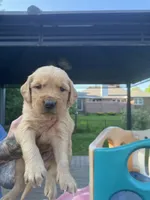 Big Blue and his Brothers, a male Golden Retriever for sale in Louisville, OH – 6 of 9