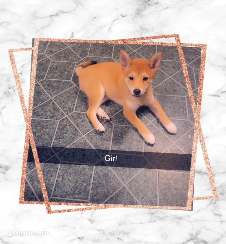 Girl #1 Honey – Shiba Inu puppy for sale in Morgantown, WV