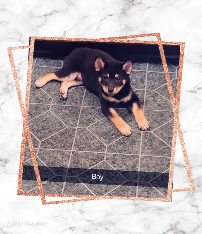 BOY #1 POTATO  – Shiba Inu puppy for sale in Morgantown, WV