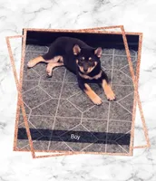 BOY #1 POTATO , a male Shiba Inu for sale in Morgantown, WV – 1 of 3