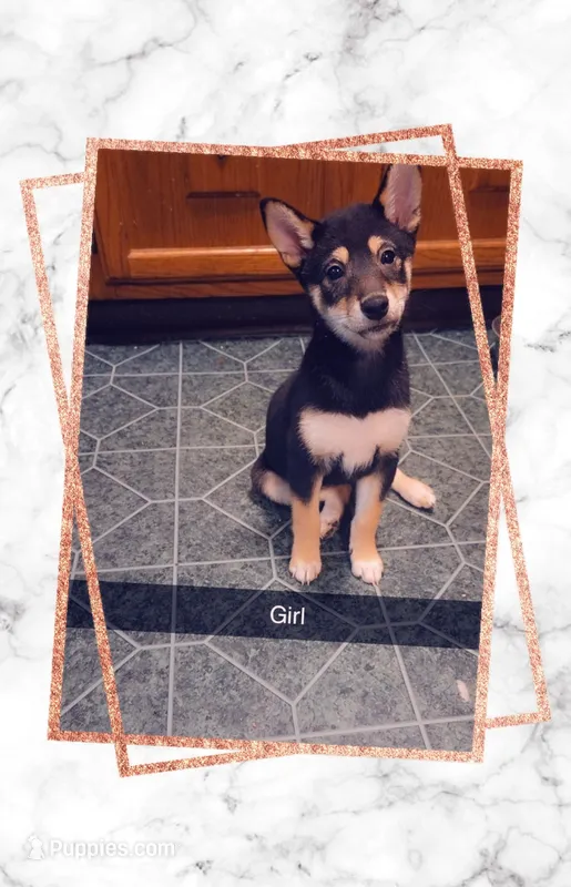 Girl #2 Annie – Shiba Inu puppy for sale in Morgantown, WV