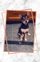 Girl #2 Annie, a female Shiba Inu for sale in Morgantown, WV – 1 of 3