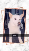 Girl #2 Annie, a female Shiba Inu for sale in Morgantown, WV – 3 of 3