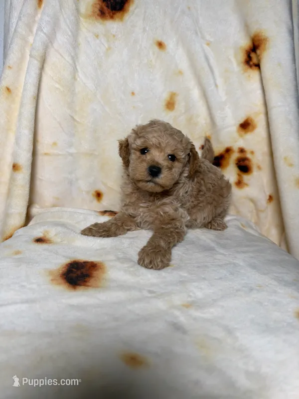 Ted  – Maltipoo puppy for sale in Los Angeles, CA