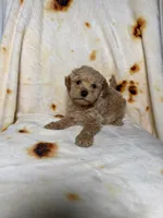 Ted , a male Maltipoo for sale in Los Angeles, CA – 1 of 3