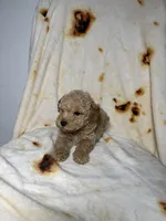 Ted , a male Maltipoo for sale in Los Angeles, CA – 2 of 3