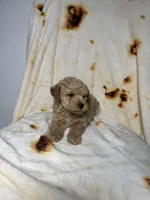 Ted , a male Maltipoo for sale in Los Angeles, CA – 3 of 3
