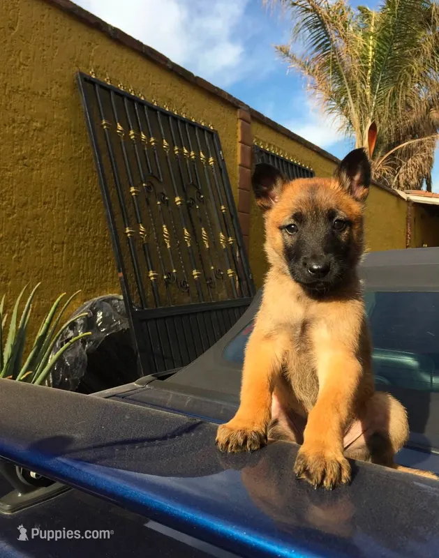 Max – German Shepherd Dog puppy for sale in North Little Rock, AR