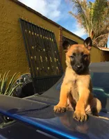 Max, a male German Shepherd Dog for sale in North Little Rock, AR – 1 of 2