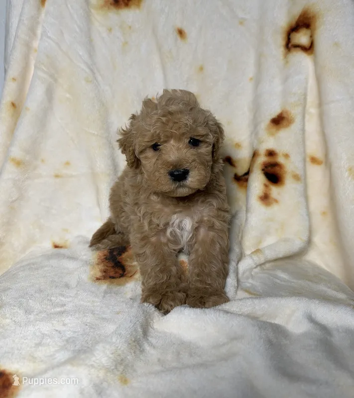 Rocky – Maltipoo puppy for sale in Los Angeles, CA