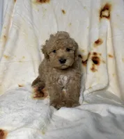 Rocky, a male Maltipoo for sale in Los Angeles, CA – 1 of 1
