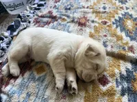Orange Collar, a male Labrador Retriever for sale in Winter, WI – 2 of 2