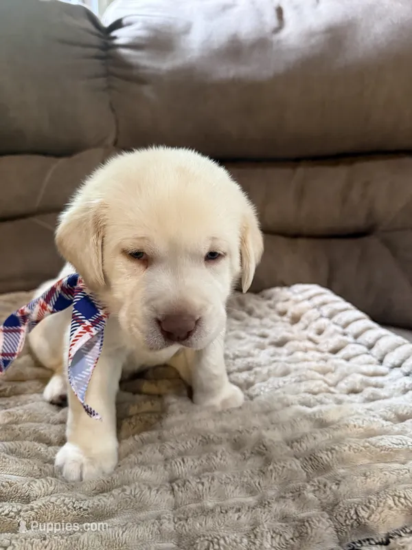 Orange Collar – Labrador Retriever puppy for sale in Winter, WI