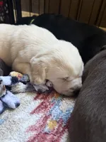 White collar, a female Labrador Retriever for sale in Winter, WI – 2 of 2