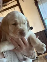 Light blue color, a male Labrador Retriever for sale in Winter, WI – 2 of 3