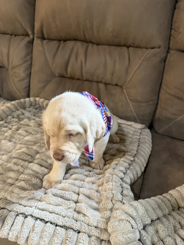 Light blue color – Labrador Retriever puppy for sale in Winter, WI
