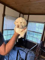Light blue color, a male Labrador Retriever for sale in Winter, WI – 1 of 3