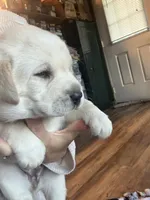 White collar, a female Labrador Retriever for sale in Winter, WI – 1 of 2