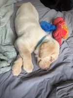 Light blue color, a male Labrador Retriever for sale in Winter, WI – 3 of 3