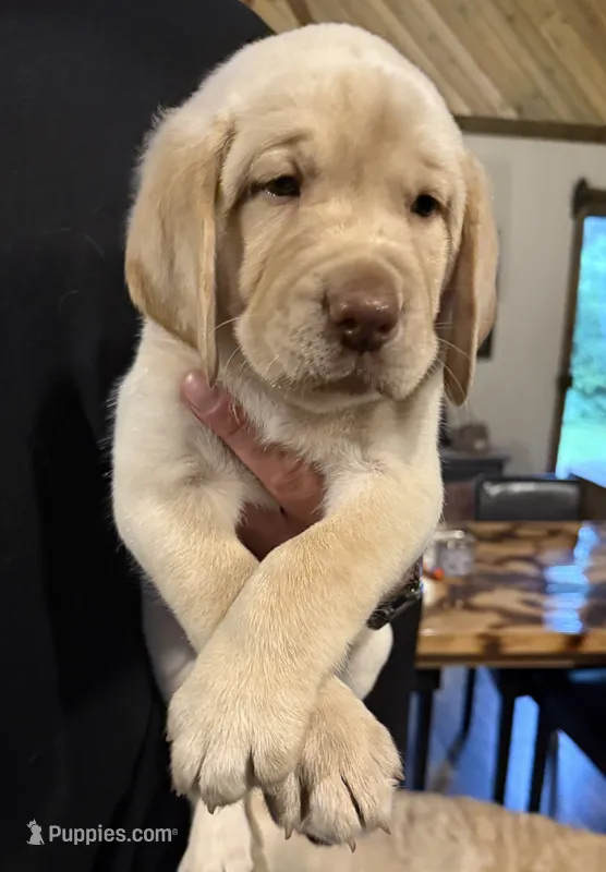 Light blue color – Labrador Retriever puppy for sale in Winter, WI