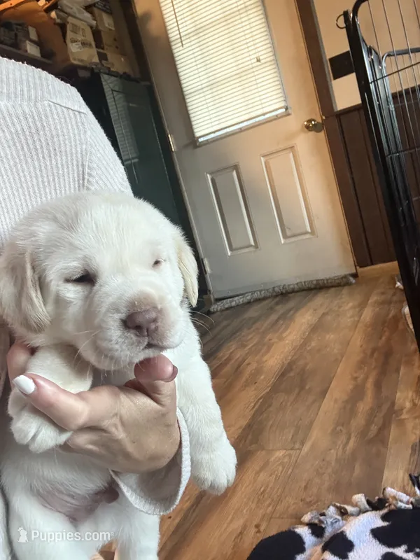 Orange Collar – Labrador Retriever puppy for sale in Winter, WI